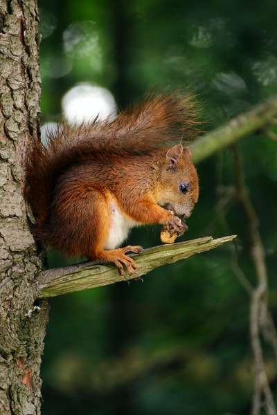 棕色松鼠在树枝上吃坚果
